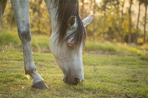 Retrato De Um Cavalo Branco Comendo Grama No Campo Foto Premium