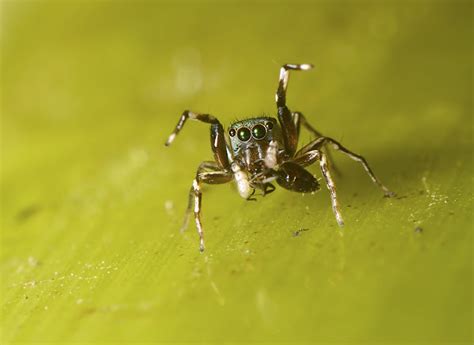 Metallic Green Jumping Spider Project Noah