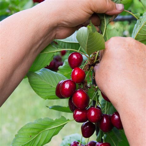 Ciliegio Dolce Durone Tardiva Kordia Piantedafrutta Italia