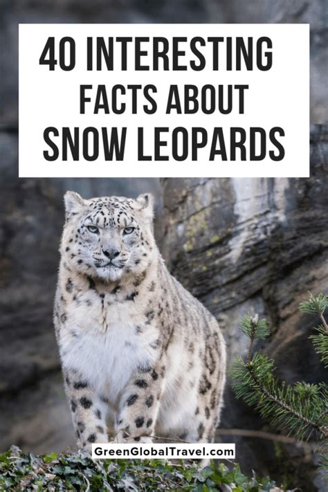 40 Interesting Facts About Snow Leopards