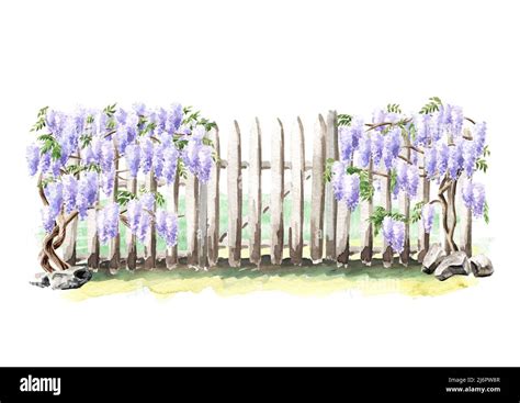 Fence With A Climbing Wisteria Blossom Plant Hand Drawn Watercolor