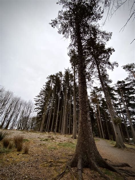 Tall Forest Trees Amina Santhanam Flickr