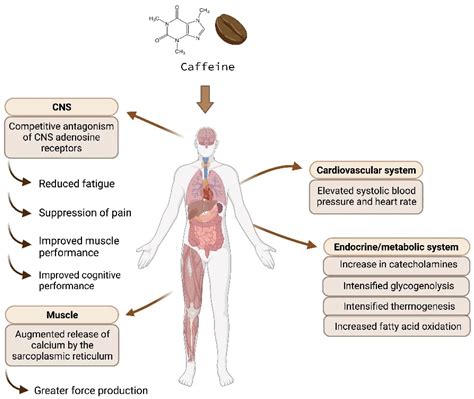 Coffee and caffeine boost metabolism and enhance exercise performance, study finds