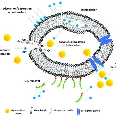 Structures Of Selected Biosurfactants A Rhamnolipids 18 B