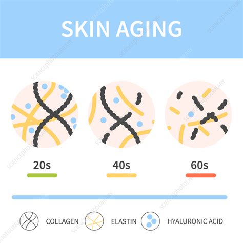 Skin Aging Conceptual Illustration Stock Image F Science