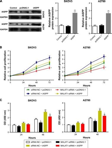 Full Article Long Noncoding Rna Malat1 Regulated Microrna 506