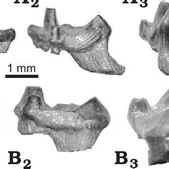 Normal light photographs of studied specimens of eutherian mammal teeth ...