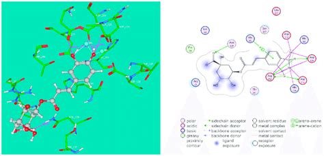 D Left And D Right Binding Modes Of Cga Inside The Active Site