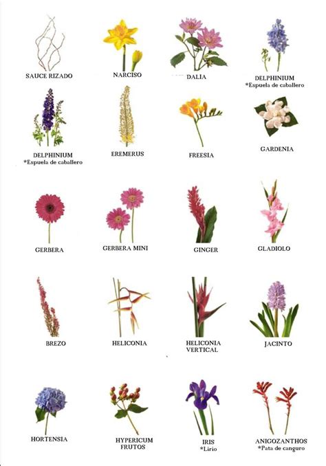 Nombres De Flores Descubre El Significado Y Belleza De Cada Una