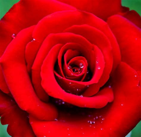 Premium Photo Red Rose With Raindrops On It