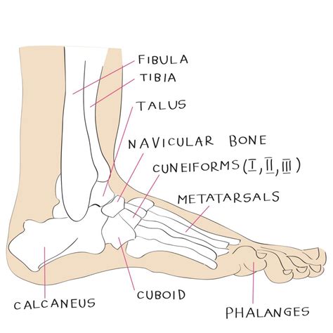 Anatomy Of The Foot Diagram