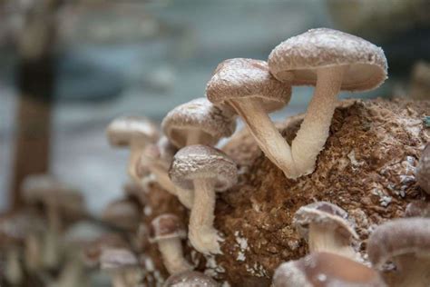 Edible Mushrooms That Grow On Wood And You Can Grow At Home Aker