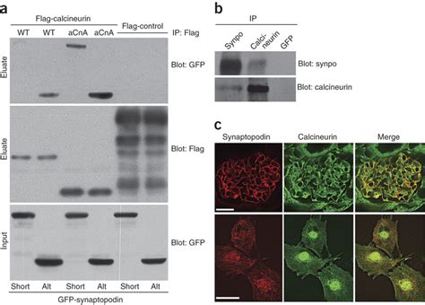 Identification Of Synaptopodin As Calcineurin Binding Protein A