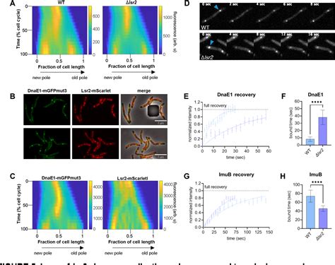 Figure 5 From Transcriptional Repression In Mycobacteria Using An