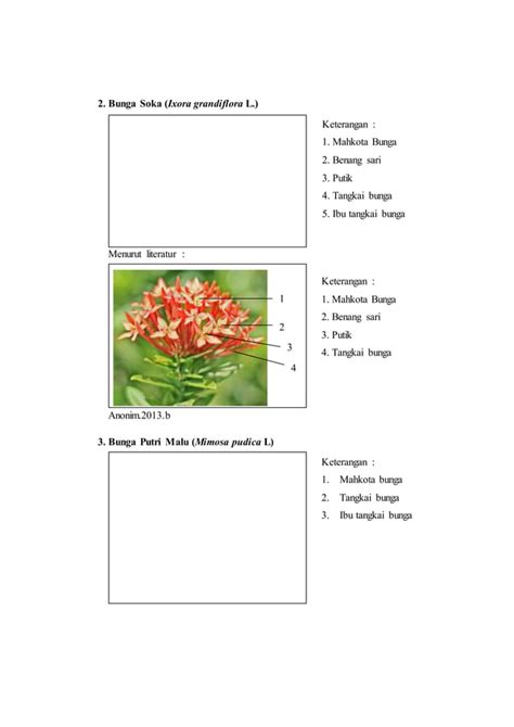 Laporan Praktikum 6 Bunga Majemuk Morfologi Tumbuhan PDF Free