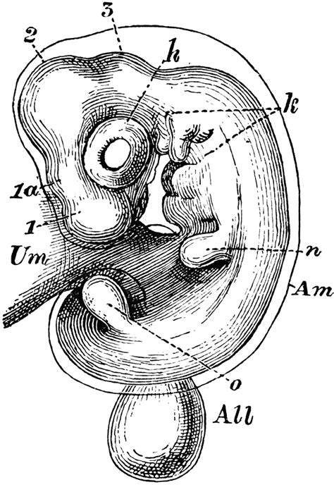 Amnion | ClipArt ETC