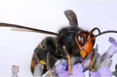 Gigantic Murderous Asian Hornets Set To Invade Uk As Britain Faces Hottest Spring On Record