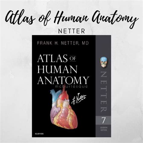 Atlas Of Human Anatomy 7th Edition By Netter Lazada PH