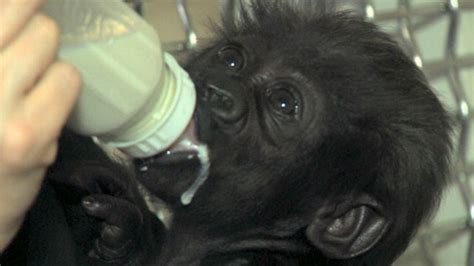 Video Baby Gorilla Being Raised by Human Moms - ABC News