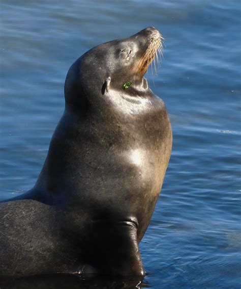 A Very Mellow Sea Lion Monterey Ca Nov 2023 Flickr