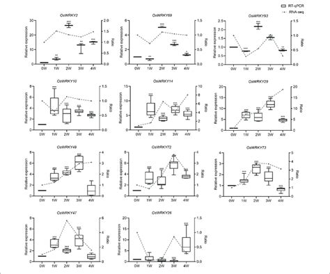 Analyses Of Several Oswrkys Expression Level In Rice Flag Leaves