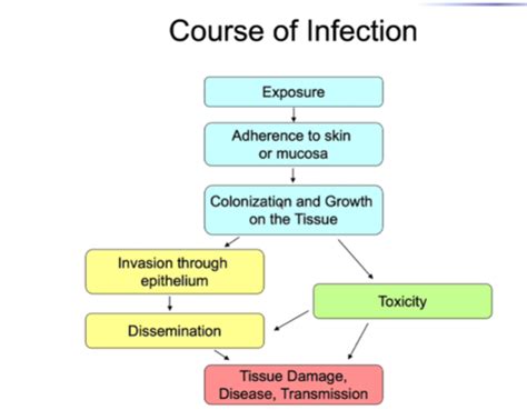 Bacterial Pathogenesis Flashcards Quizlet