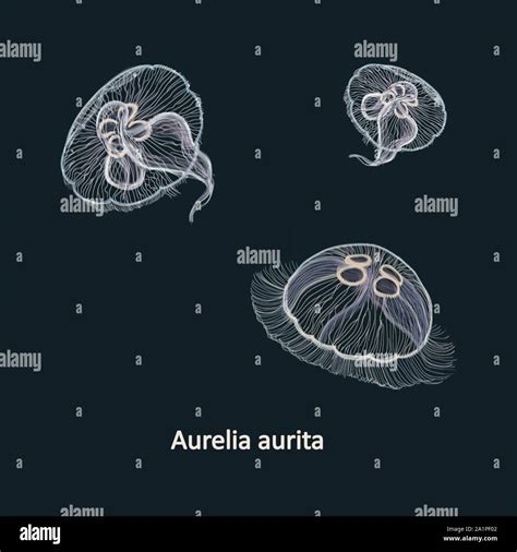 Hand drawn vector illustration of jellyfish Aurelia aurita, also called the common jellyfish ...