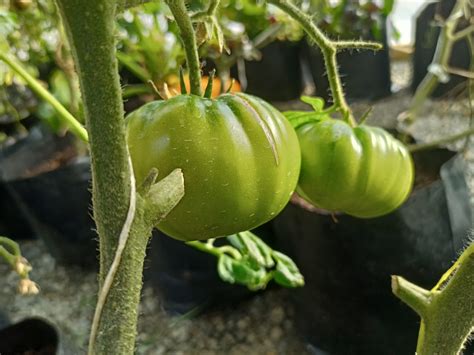 Black From Tula Tomato Dave S Seed