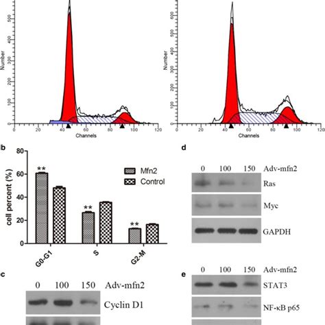 The Effect And The Signal Pathway Of Mfn On Cell Cycle In Hela Cells