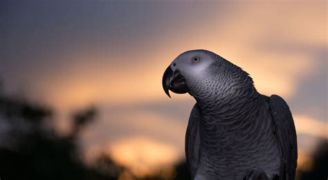 Online crop | gray african parrot looking at its left, african gray parrot HD wallpaper ...