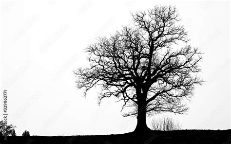 Baum Silhouette Schwarzweiss Stock Photo Adobe Stock