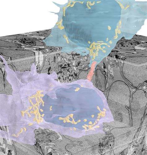 3d Volume Rendering Of A Devel Image Eurekalert Science News Releases