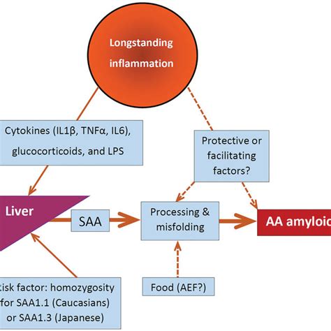 Strong Associations With Aa Amyloidosis Download Scientific Diagram