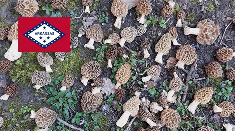 Where To Find Mushrooms In Arkansas MushroomStalkers