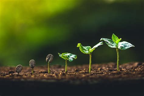 Graines Et Semences Pas Cher Pour Votre Jardin Fleurs Arbres