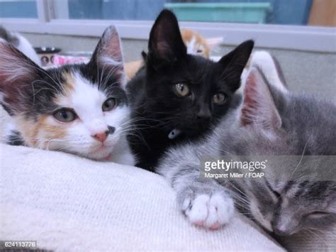 199 Three Cats Sleeping Stock Photos, High-Res Pictures, and Images - Getty Images