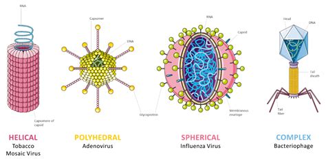 Polyhedral Virus