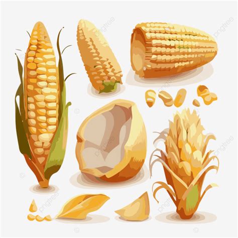 Corn Kernel Vector Sticker Clipart Illustration Of Ears Of Corn With