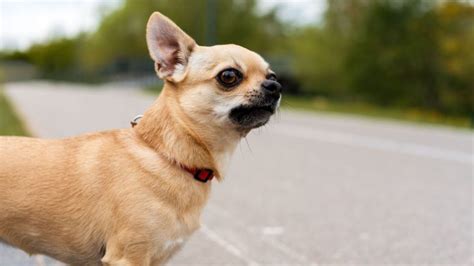 Top 5 Apple Head Chihuahua Breeders in the U.S.