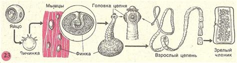 Ленточные черви | MorevOkne.ru