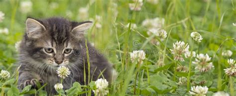 Cute Little Kitten In Grass Stock Image Image Of Nature Flowers 250809611