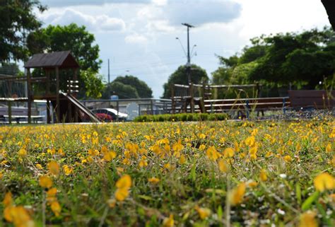 Pra As De Boa Vista Exibem Belezas Naturais Fotos Fotos Em Roraima G