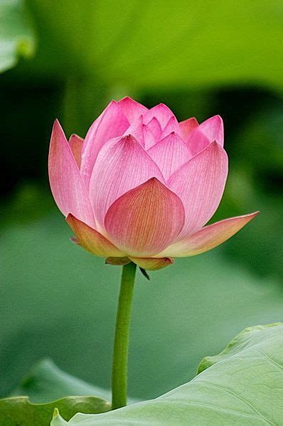 Pin By Ane Castro On Flowers Lotus Lotus Flower Pictures Flowers