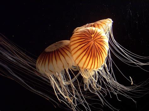 Wallpapers Jellyfish Underwater world Animals Black background