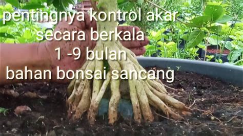 Pentingnya Ganti Media Dan Kontrol Akar Bahan Bonsai Sancang