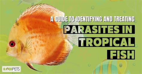 A Guide to Identifying and Treating Parasites in Tropical Fish - Kobi Pets