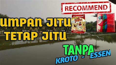 Umpan Ikan Mas Tanpa Kroto Dan Essen Masih Tetap Jitu Youtube