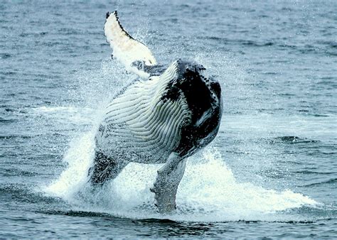 Whales - Sea Iceland