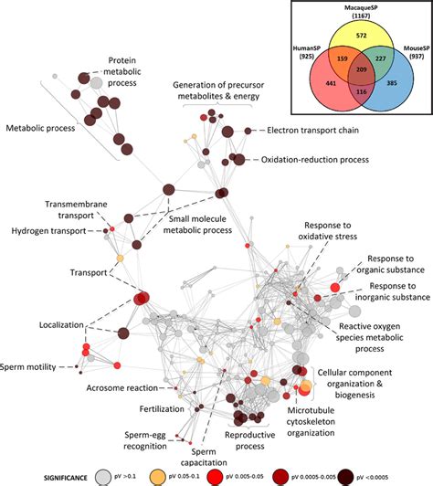 Biological Process Network Showing Enriched Functional Categories For