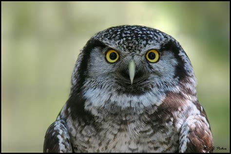 Northern Hawk Owl Page